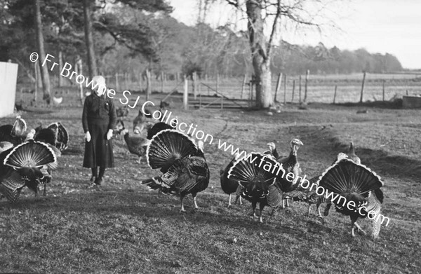 TURKEYS WITH WOMAN